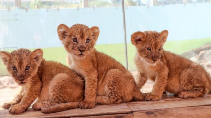 Nacen tres crías de león en el zoológico de La Encantada - COVID19 |  Gobierno del Estado de Zacatecas